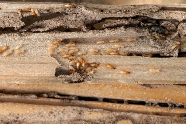 Best Mosquito Control Services  in Grant, NE